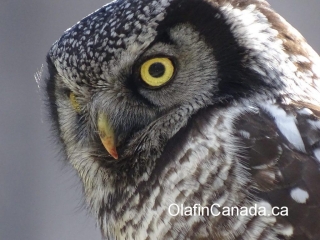 Owl close up #olafincanada #alberta #rockies #wildlife #owl
