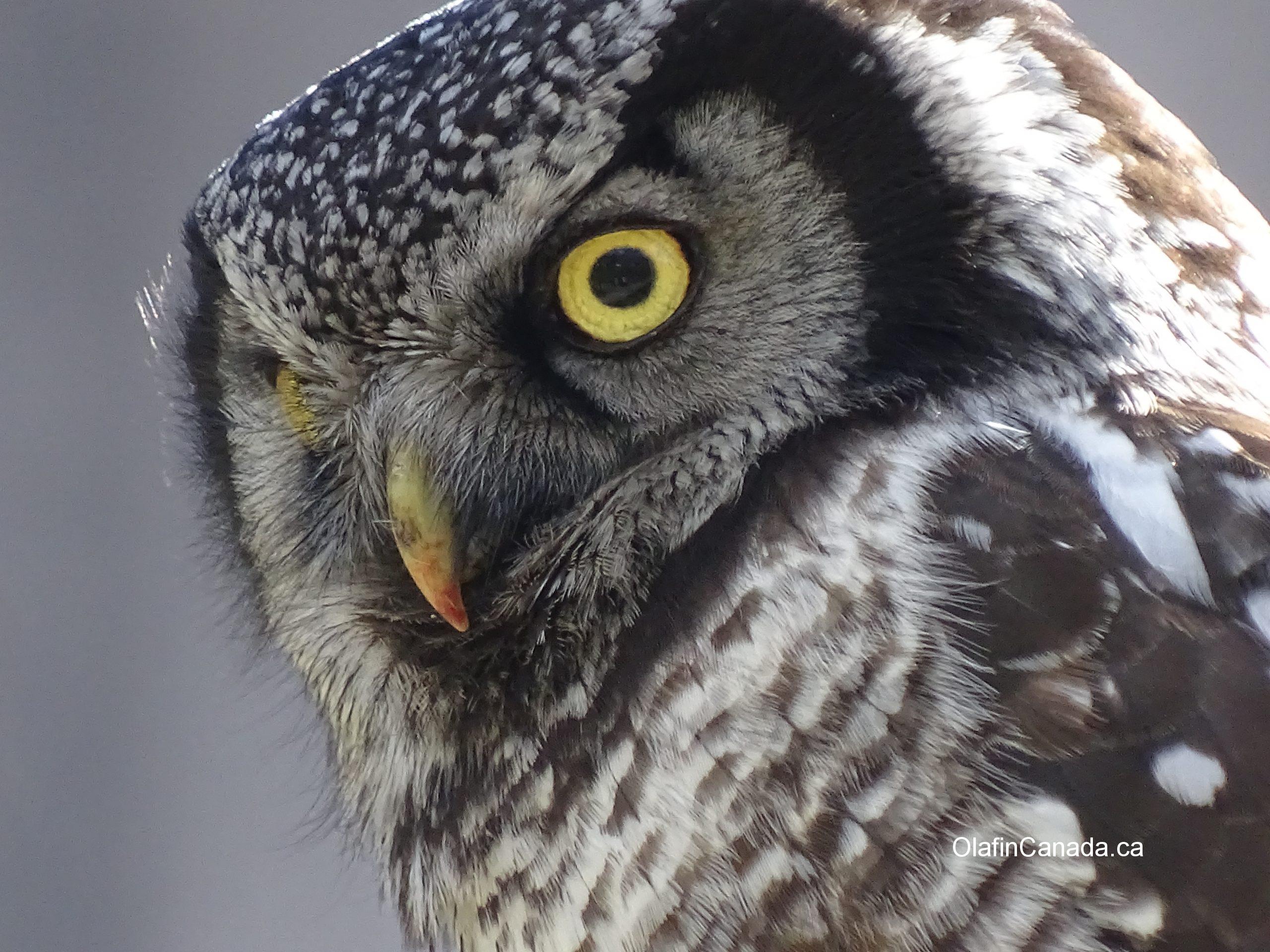 Owl close up #olafincanada #alberta #rockies #wildlife #owl