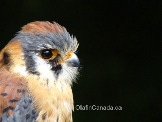 American Kestrel falcon on Vancouver Island #olafincanada #britishcolumbia #discoverbc #wildlife #americankestrelfalcon
