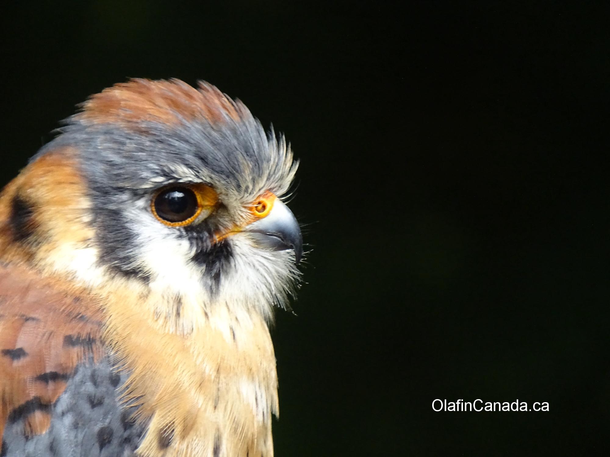 American Kestrel falcon on Vancouver Island #olafincanada #britishcolumbia #discoverbc #wildlife #americankestrelfalcon
