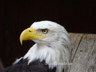 Bald eagle close up on Vancouver Island #olafincanada #britishcolumbia #discoverbc #wildlife #baldeagle