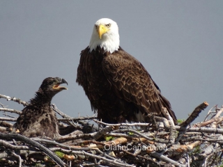 Bald eagle with hungry young on nest next to Okanagan Lake #olafincanada #britishcolumbia #discoverbc #wildlife #baldeagle #okanagan