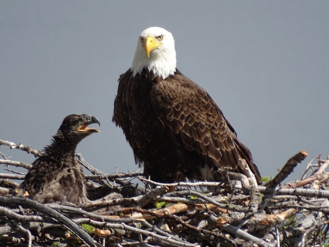 Bald eagle with hungry young on nest next to Okanagan Lake #olafincanada #britishcolumbia #discoverbc #wildlife #baldeagle #okanagan