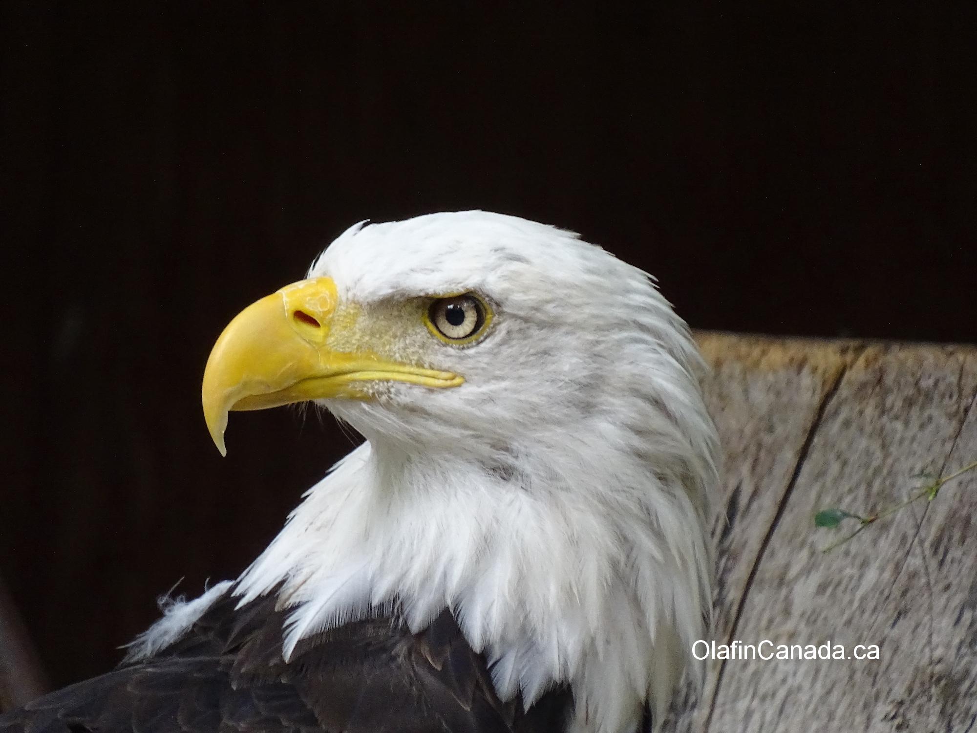 Bald eagle close up on Vancouver Island #olafincanada #britishcolumbia #discoverbc #wildlife #baldeagle