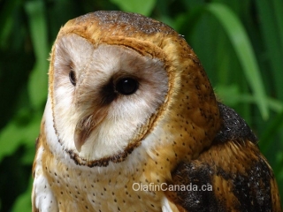 Barn owl on Vancouver Island #olafincanada #britishcolumbia #discoverbc #wildlife #barnowl