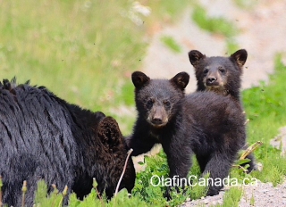 Black bear family near Bella Coola #olafincanada #britishcolumbia #discoverbc #bellacoola #wildlife #grizzlybear