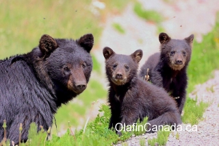 Black bear family near Bella Coola #olafincanada #britishcolumbia #discoverbc #bellacoola #wildlife #grizzlybear