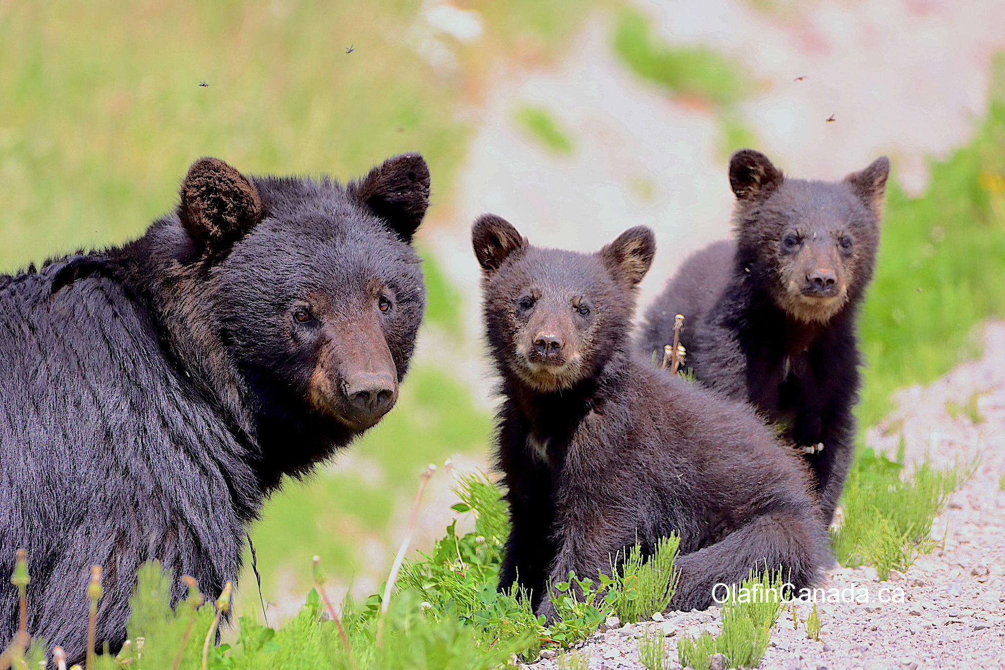 Black bear family near Bella Coola #olafincanada #britishcolumbia #discoverbc #bellacoola #wildlife #grizzlybear