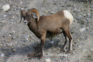 Big horn sheep male #olafincanada #britishcolumbia #discoverbc #wildlife #bighornsheep