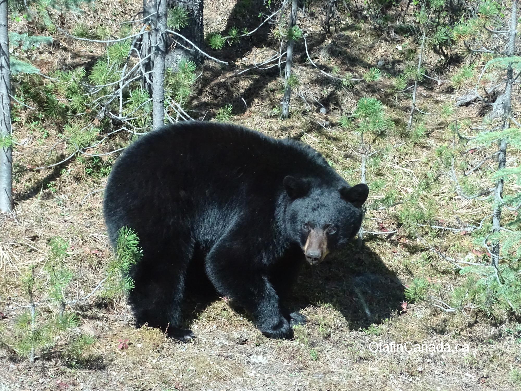 Black bear with shiny fur at Blue River, BC #olafincanada #britishcolumbia #discoverbc #wildlife #blueriver #blackbear