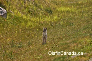 Coyote on the Icefields Parkway in the Canadian Rockies #olafincanada #alberta #rockies #icefieldsparkway #coyote