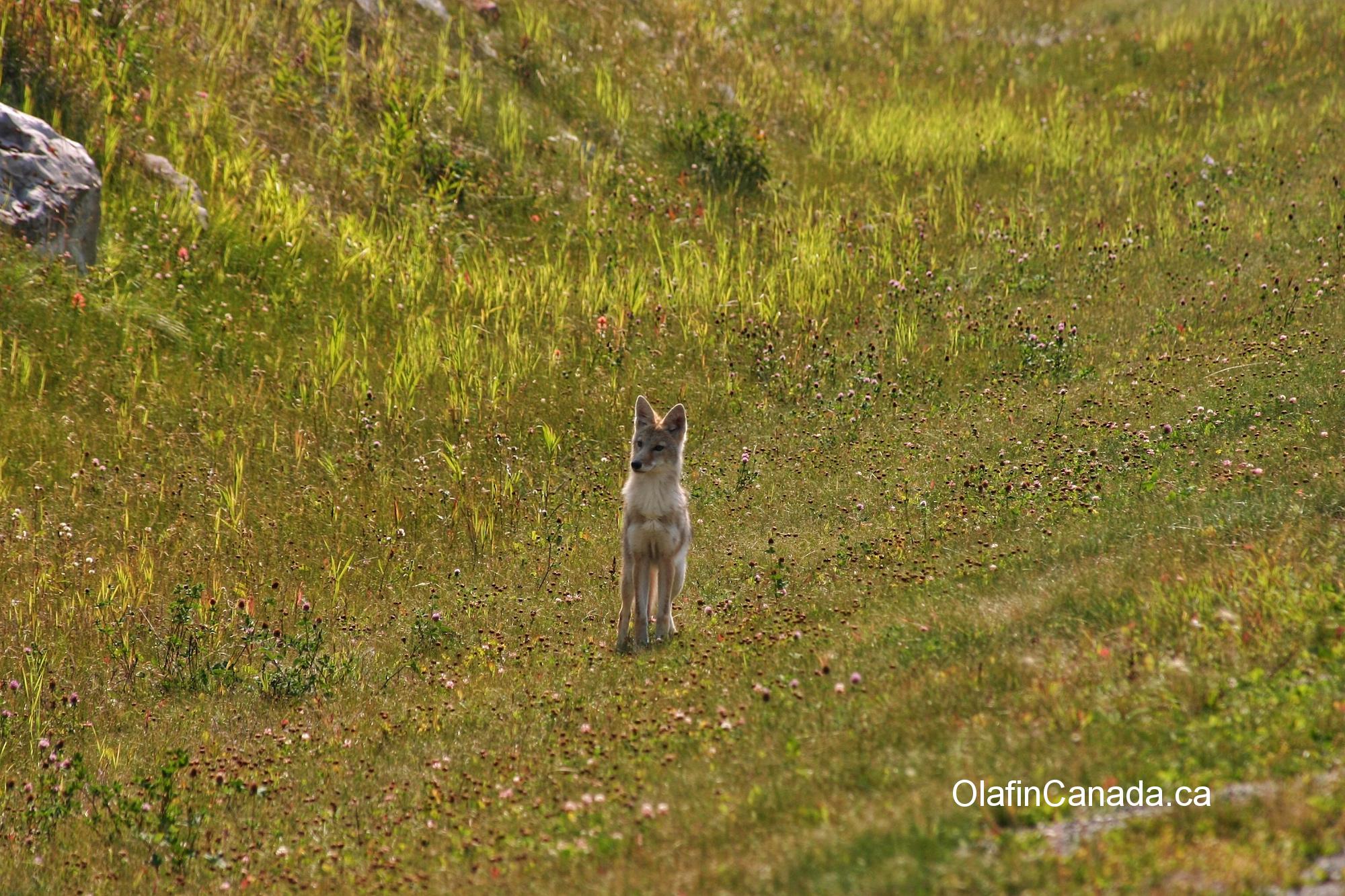 Coyote on the Icefields Parkway in the Canadian Rockies #olafincanada #alberta #rockies #icefieldsparkway #coyote