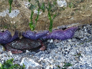 Crab hiding under a rock on Vancouver Island, together with purple sea stars #olafincanada #britishcolumbia #discoverbc #wildlife #crab #vancouverisland