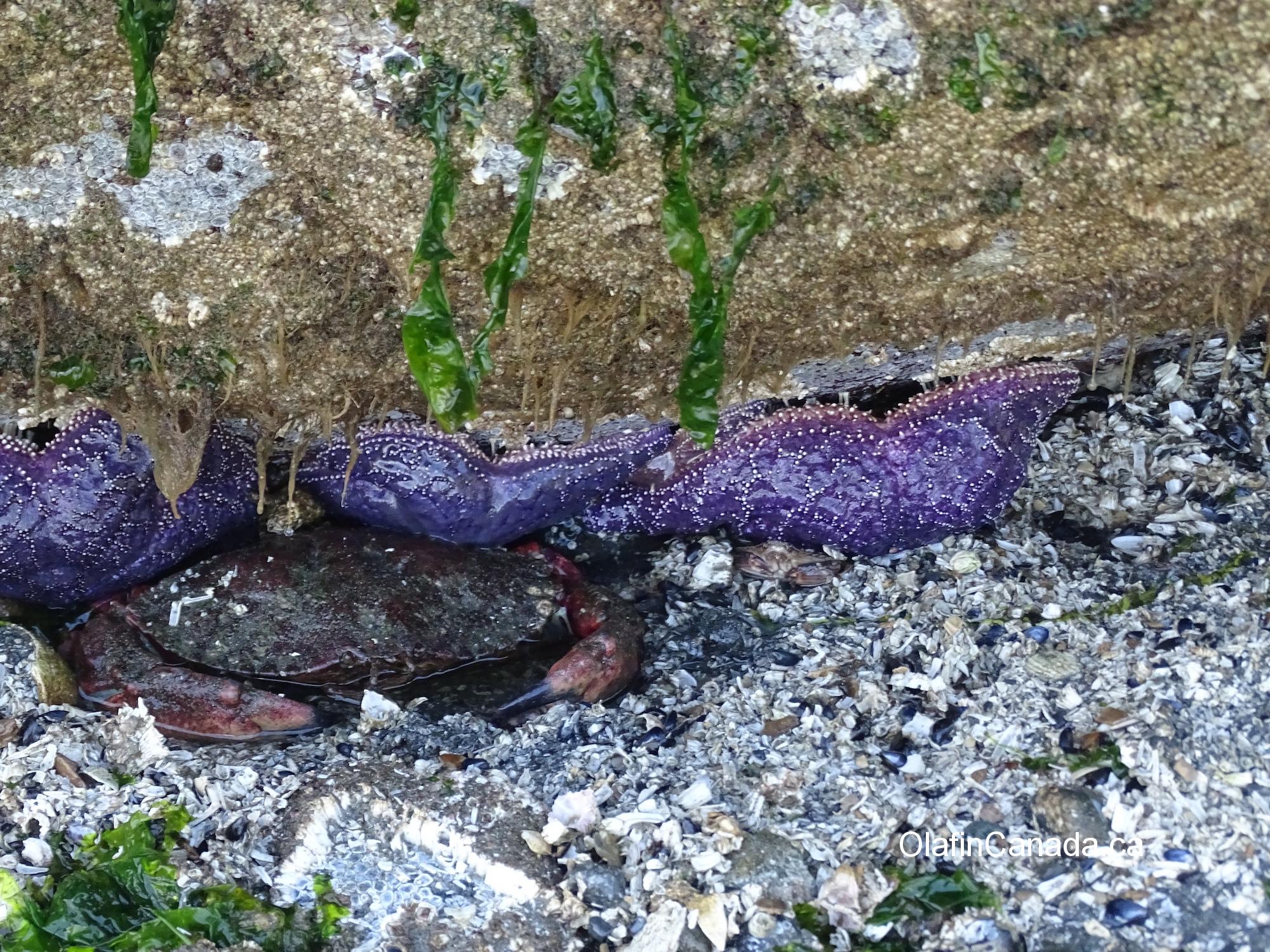Crab hiding under a rock on Vancouver Island, together with purple sea stars #olafincanada #britishcolumbia #discoverbc #wildlife #crab #vancouverisland