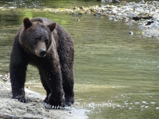 Grizzly on alert in Bute Inlet #olafincanada #britishcolumbia #discoverbc #wildlife #buteinlet #grizzlybear