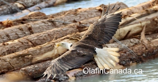 Bald Eagle in the harbour of Bella Coola #olafincanada #britishcolumbia #discoverbc #bellacoola #wildlife #baldeagle