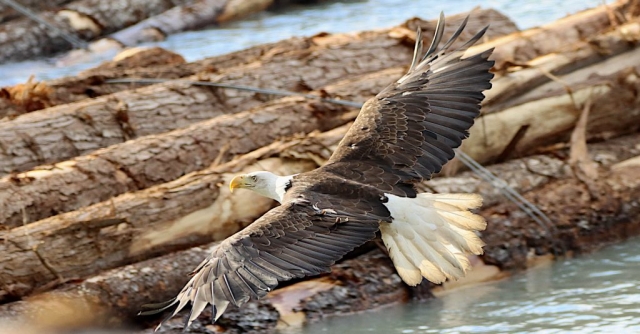 Bald Eagle in the harbour of Bella Coola #olafincanada #britishcolumbia #discoverbc #bellacoola #wildlife #baldeagle