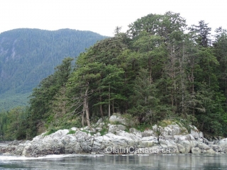 Bald eagles near Stuart Island, BC coast #olafincanada #britishcolumbia #discoverbc #wildlife #baldeagle #vancouverisland #campbellriver