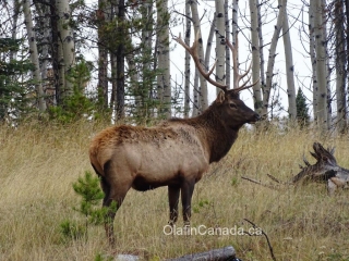 Male elk near Jasper #olafincanada #alberta #rockies #jasper #wildlife #elk