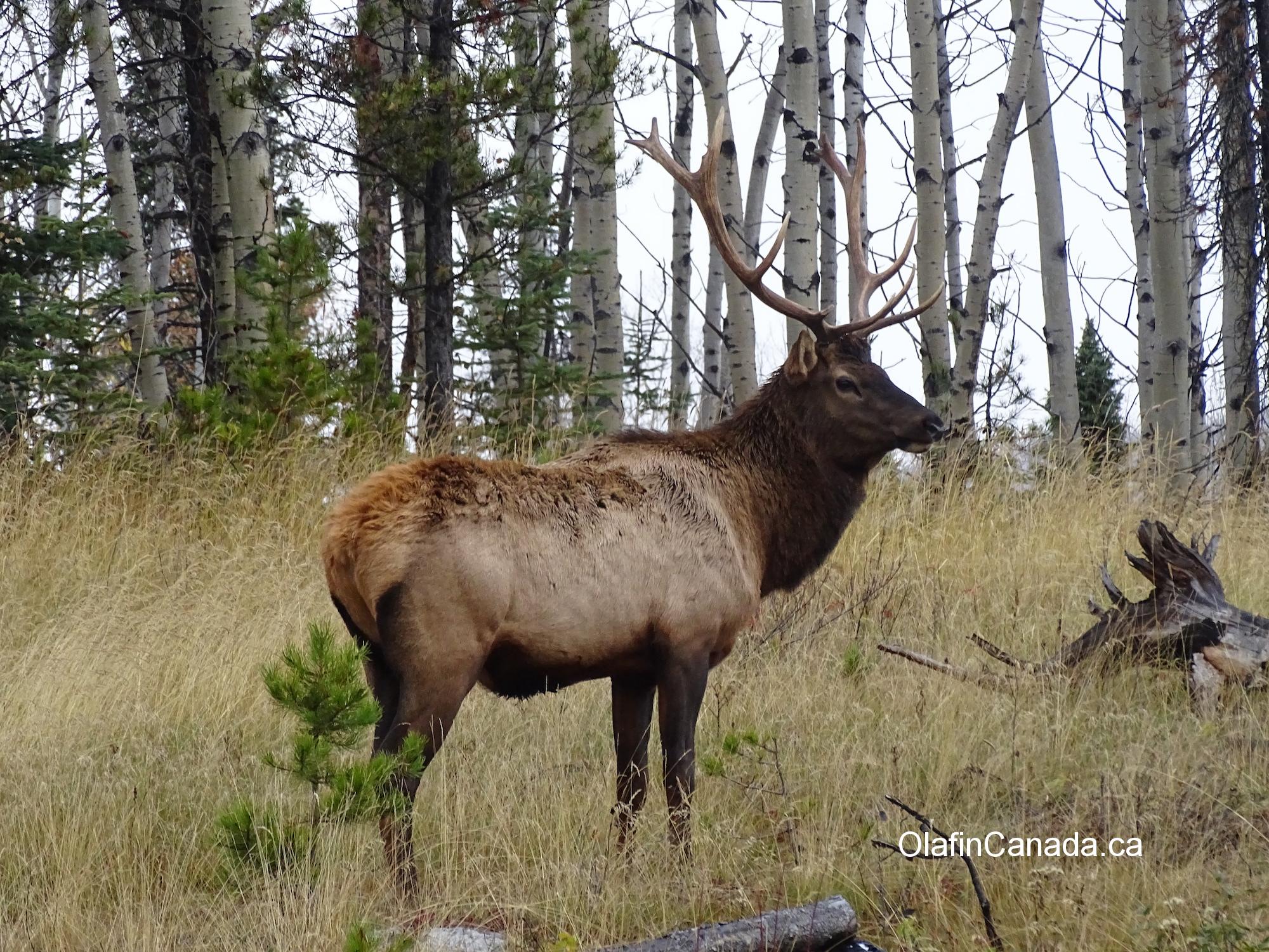 Male elk near Jasper #olafincanada #alberta #rockies #jasper #wildlife #elk