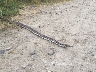 Gopher snake on the dirt road in West Kelowna #olafincanada #britishcolumbia #discoverbc #wildlife #okanagan #gophersnake