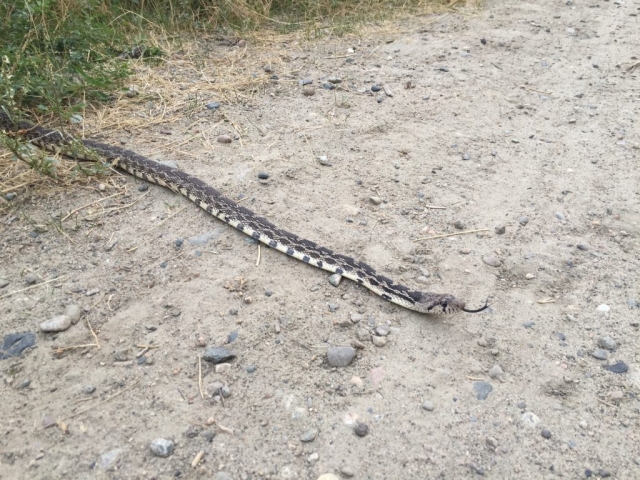 Gopher snake on the dirt road in West Kelowna #olafincanada #britishcolumbia #discoverbc #wildlife #okanagan #gophersnake