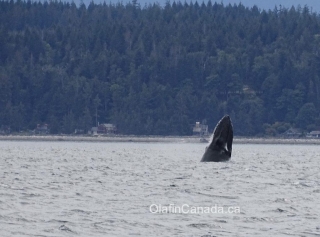Curious humpback whale near Campbell River #olafincanada #britishcolumbia #discoverbc #wildlife #campbellriver #humpbackwhale