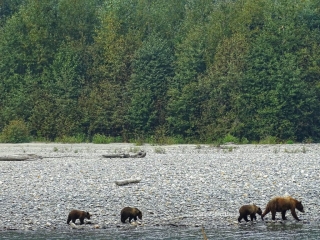 Grizzly family alongside Homathco River in Bute Inlet #olafincanada #britishcolumbia #discoverbc #buteinlet #wildlife #grizzlybear