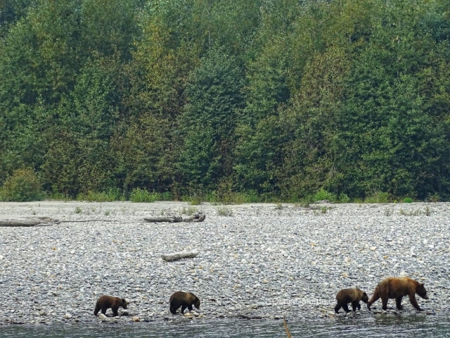 Grizzly family alongside Homathco River in Bute Inlet #olafincanada #britishcolumbia #discoverbc #buteinlet #wildlife #grizzlybear