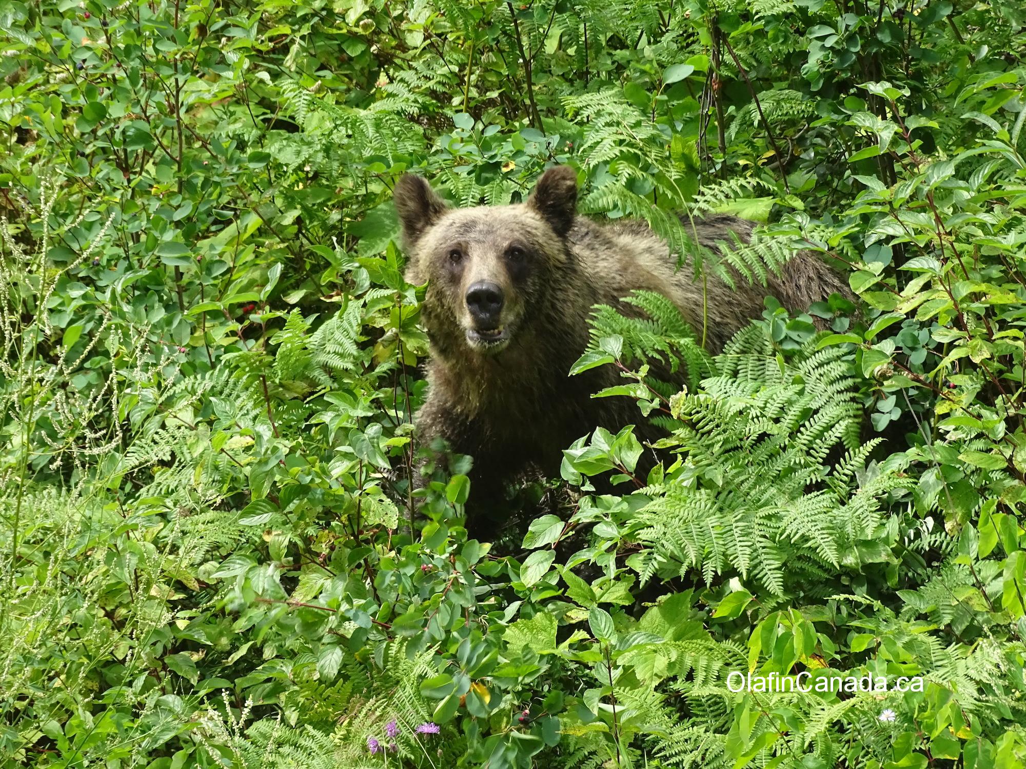 Grizzly bear in the Valley of the Ghosts #olafincanada #britishcolumbia #discoverbc #wildlife #grizzlybear