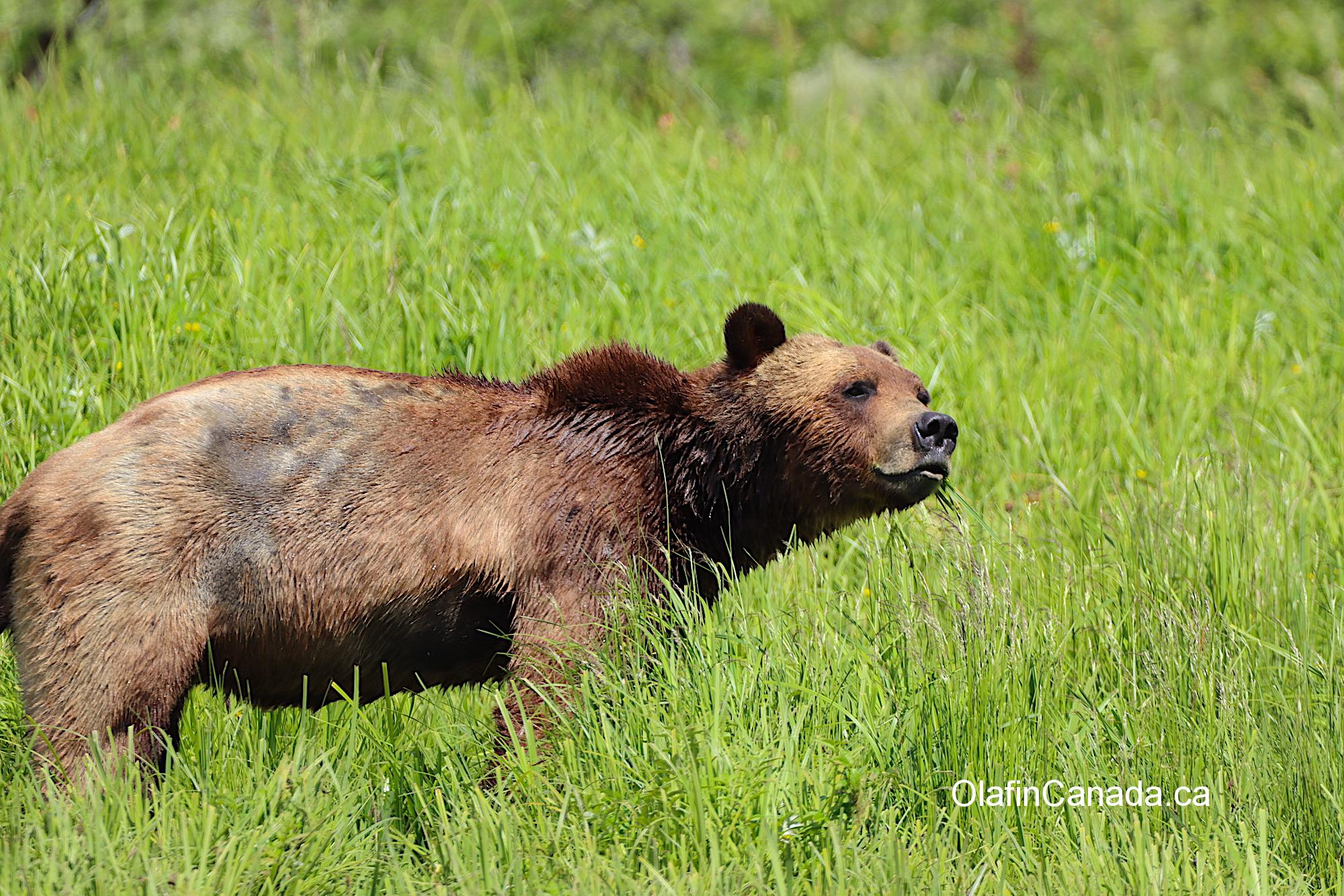 Grizzly in estuary near Terrace #olafincanada #britishcolumbia #discoverbc #buteinlet #wildlife #grizzlybear