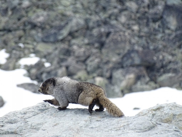 Hoary marmot on top of Whistler Mountain #olafincanada #britishcolumbia #discoverbc #wildlife #whistler #hoarymarmot
