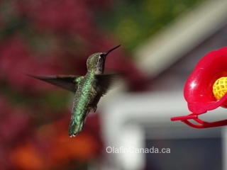 Hummingbird hanging in the air #olafincanada #britishcolumbia #discoverbc #wildlife #hummingbird