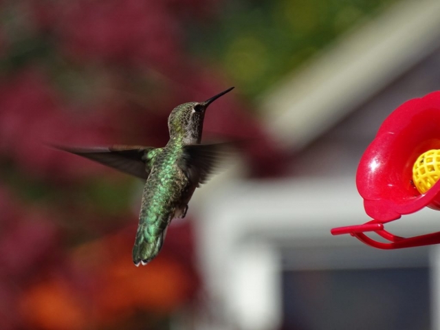 Hummingbird hanging in the air #olafincanada #britishcolumbia #discoverbc #wildlife #hummingbird