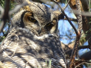 Great horned owl in downtown Kelowna #olafincanada #britishcolumbia #discoverbc #wildlife #greathornedowl