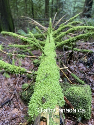 Mossy tree trunk #olafincanada #britishcolumbia #discoverbc #woods