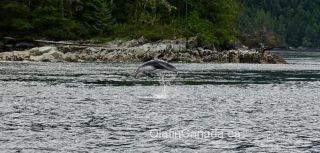 Jumping dolphin near Campbell River #olafincanada #britishcolumbia #discoverbc #wildlife #campbellriver #dolphin