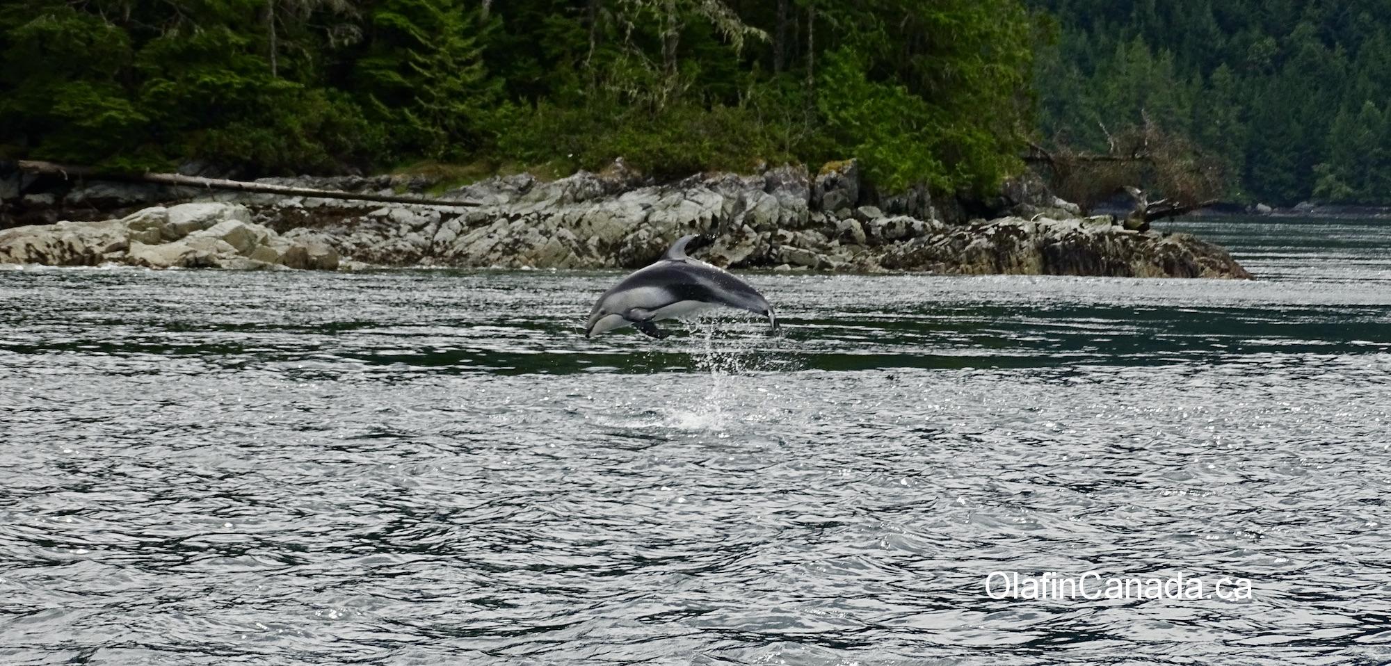 Jumping dolphin near Campbell River #olafincanada #britishcolumbia #discoverbc #wildlife #campbellriver #dolphin