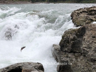 Jumping salmon in Bulkley River at Moricetown #olafincanada #britishcolumbia #discoverbc #wildlife #moricetown #salmon