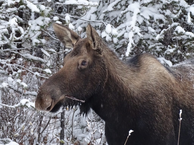 Moose on Maligne Lake road near Jasper AB #olafincanada #alberta #rockies #jasper #wildlife #moose