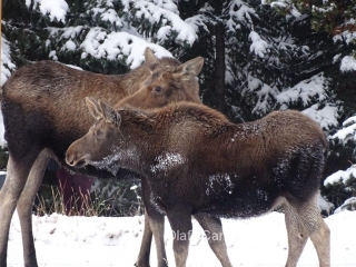 Moose with calf at Maligne Lake near Jasper AB #olafincanada #alberta #rockies #jasper #wildlife #moose
