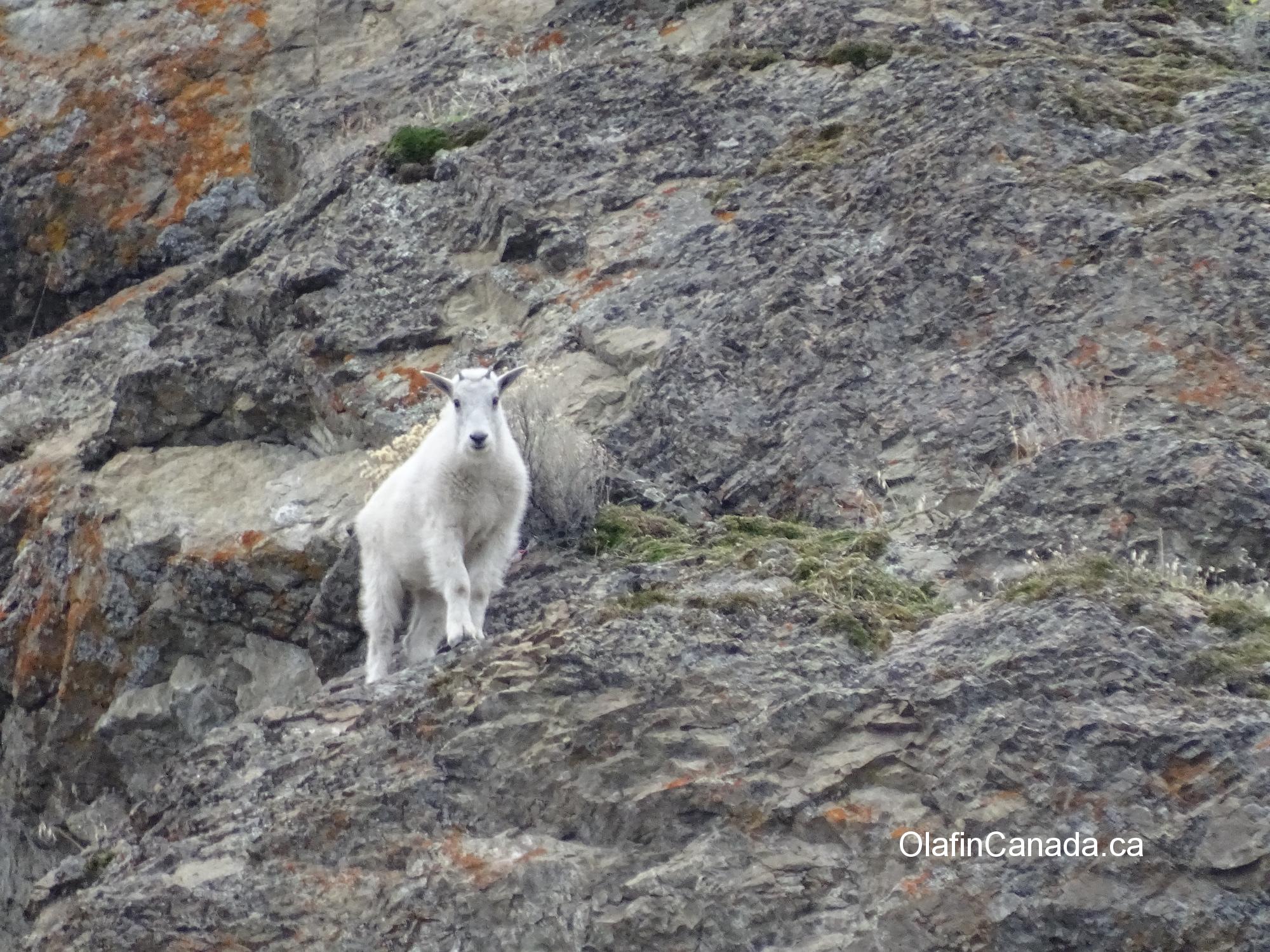 Mountain goat on rock near Summerland, Hwy 97 #olafincanada #britishcolumbia #discoverbc #wildlife #summerland #mountaingoat