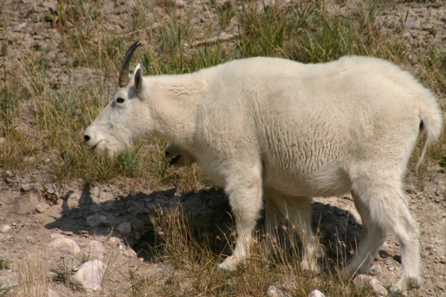 Mountain goat with cub hiding, taken in the Rockies #olafincanada #alberta #rockies #wildlife #mountaingoat