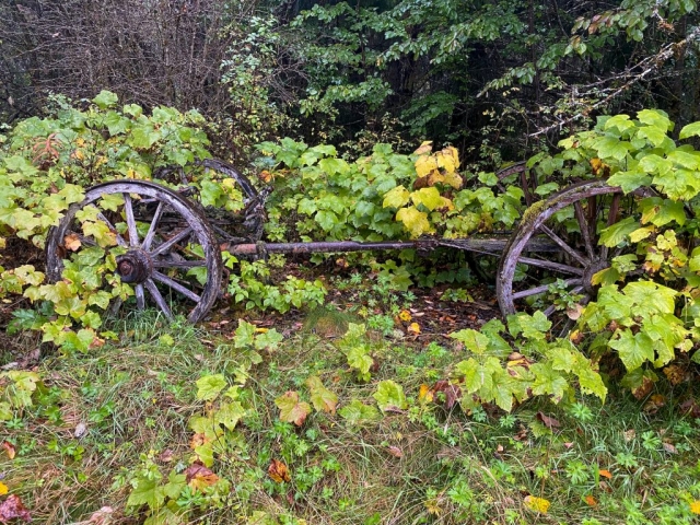 Old wagon wheels near home in Alice Arm. #olafincanada #britishcolumbia #discoverbc #abandonedbc #alicearm