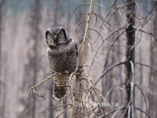 Northern hawk owl at Medicine Lake, Jasper Alberta #olafincanada #alberta #rockies #jasper #wildlife #owl