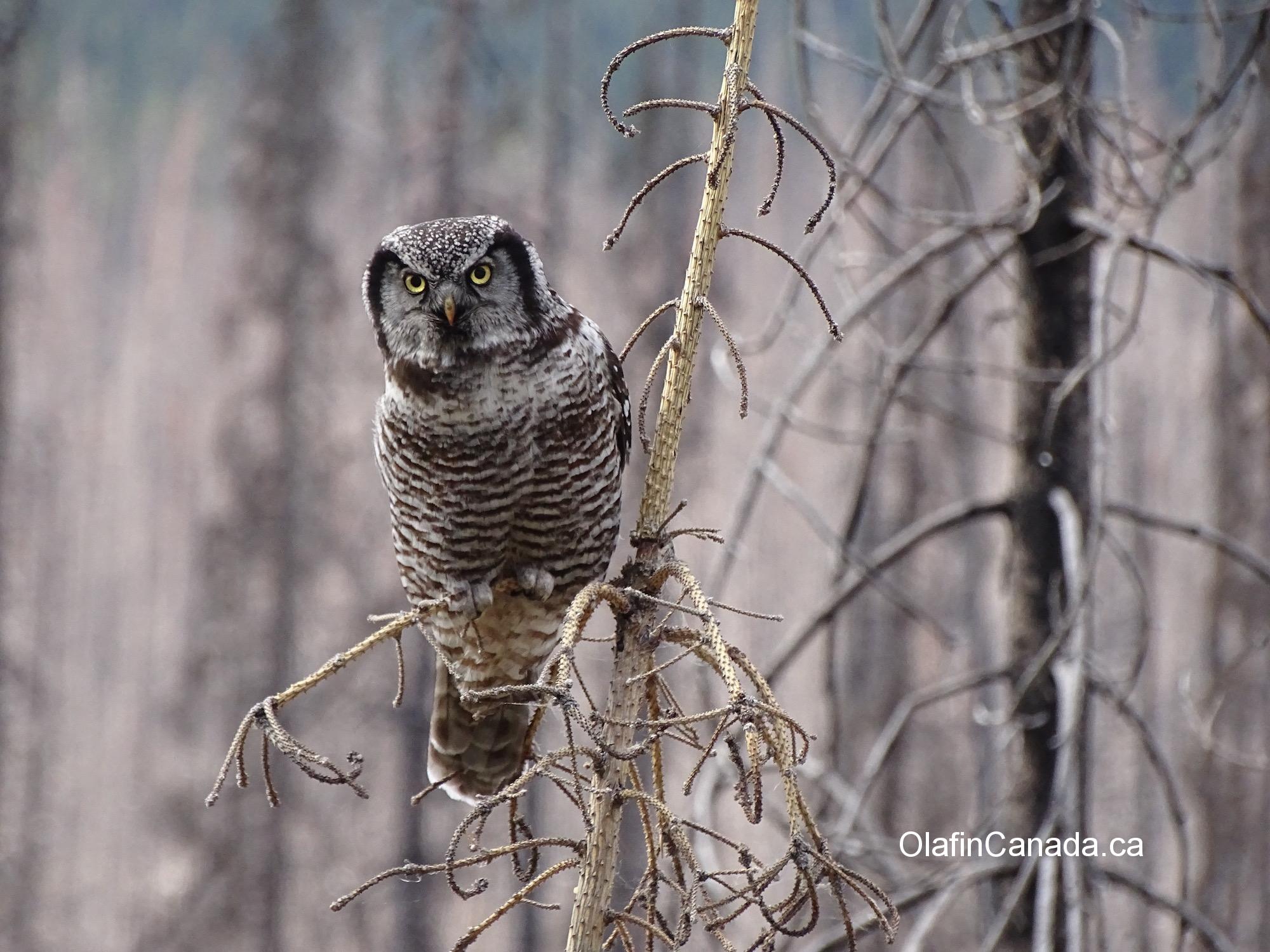 Northern hawk owl at Medicine Lake, Jasper Alberta #olafincanada #alberta #rockies #jasper #wildlife #owl