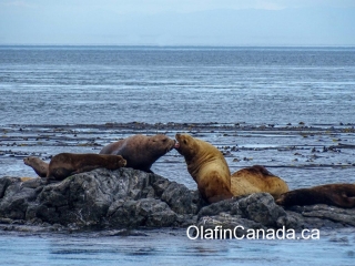 Sea lions near Victoria, BC #olafincanada #britishcolumbia #discoverbc #wildlife #victoria #sealion