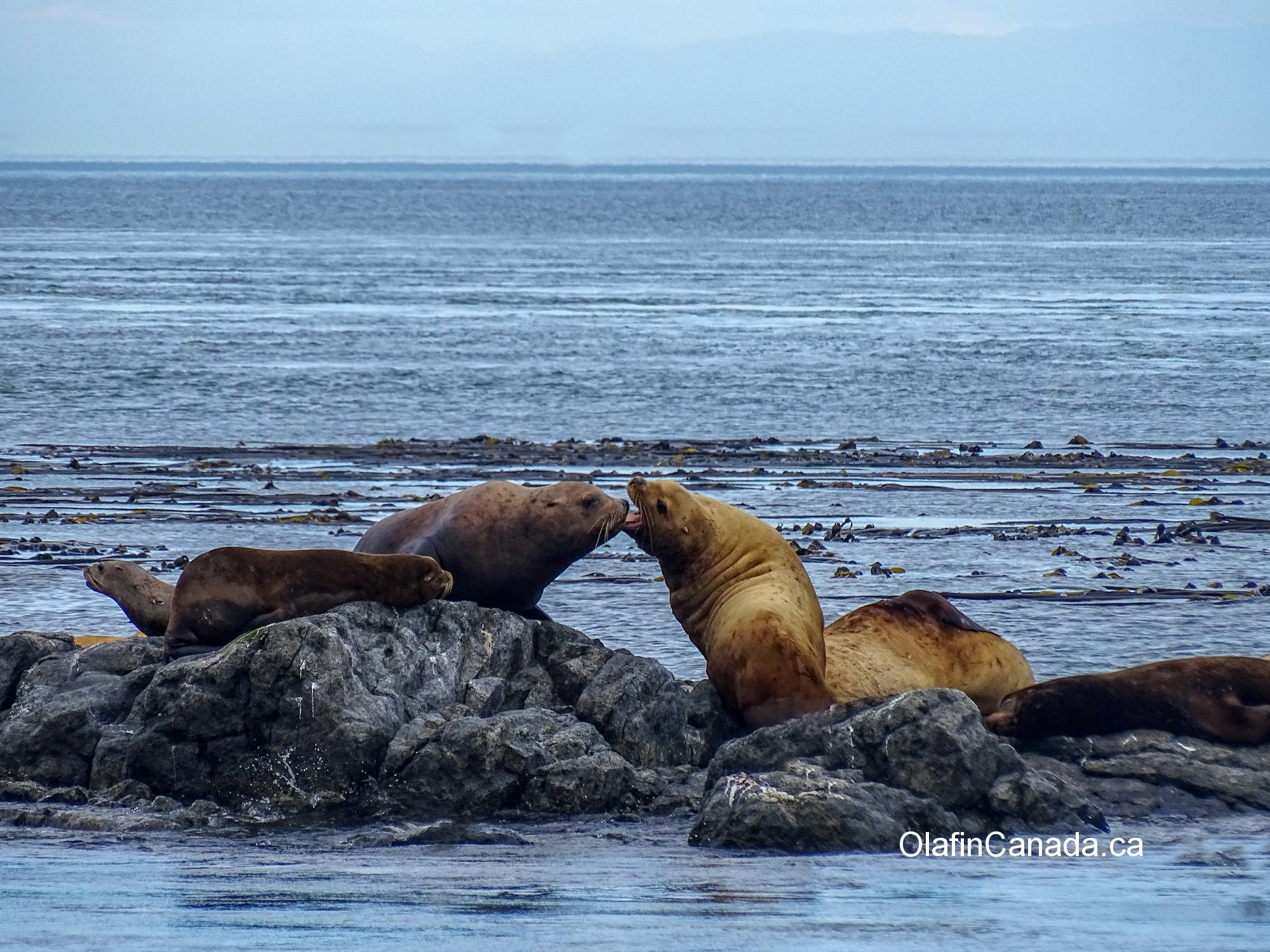 Sea lions near Victoria, BC #olafincanada #britishcolumbia #discoverbc #wildlife #victoria #sealion