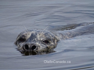 Curious seal at Victoria harbour #olafincanada #britishcolumbia #discoverbc #wildlife #victoria #seal
