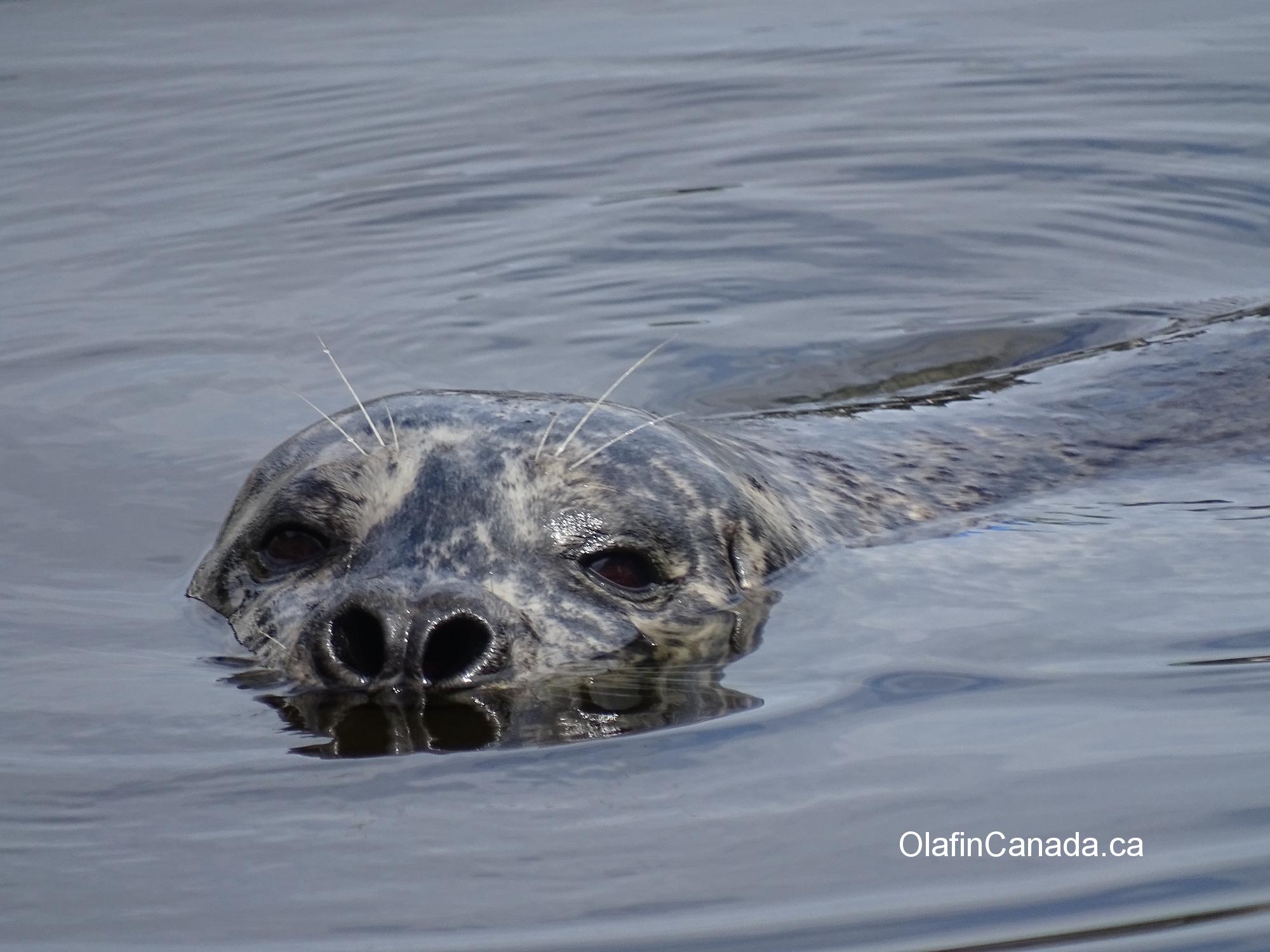 Curious seal at Victoria harbour #olafincanada #britishcolumbia #discoverbc #wildlife #victoria #seal